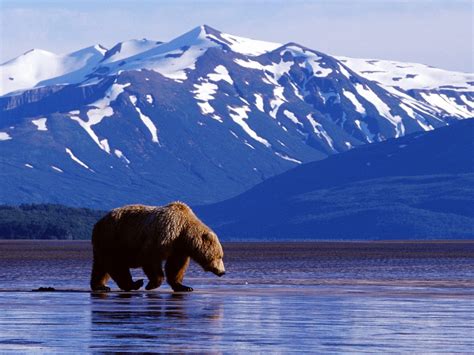  Northern Exposure: Un medico di città si ritrova in una cittadina dell'Alaska e scopre l'amore tra orsi e natura incontaminata!